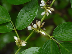 Dendrolobium triangulare