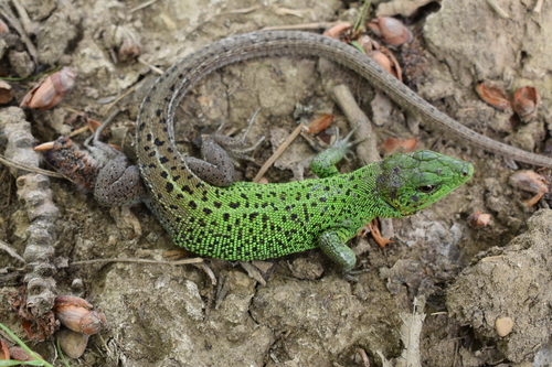 Caspian Green Lizard