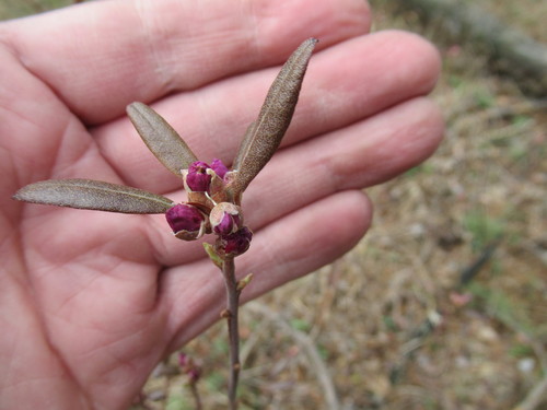 daurian rhododendron