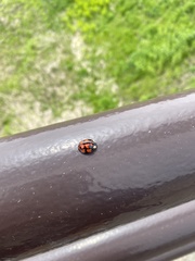 Aiolocaria hexaspilota