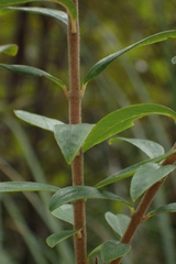 Pimelea drupacea