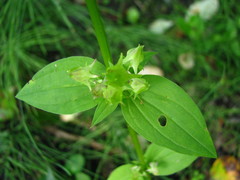 Halenia deflexa