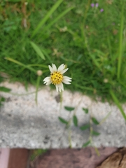 Tridax procumbens