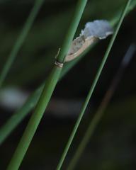 Elegia fistulosa