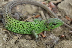 Lacerta strigata