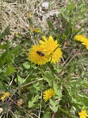 Eristalis kyokoae