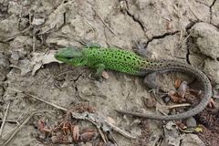 Lacerta strigata