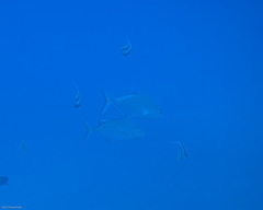 Ferdauia orthogrammus