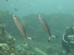 Pterocaesio digramma
