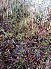 Laurembergia repens