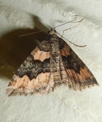 Xanthorhoe vacuaria