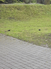 Turdus merula