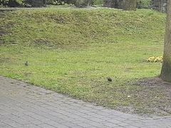 Turdus merula