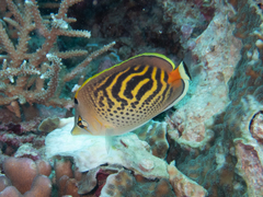 Chaetodon pelewensis