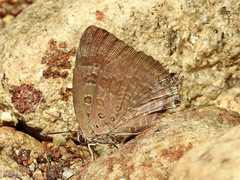 Arhopala amantes