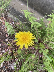 Taraxacum venustum