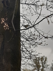 Parus major