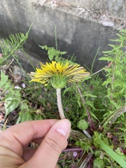 Taraxacum venustum