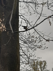 Parus major