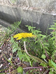 Taraxacum venustum