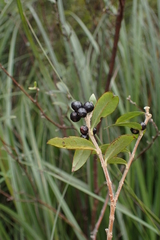 Pimelea drupacea