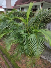 Dypsis lutescens