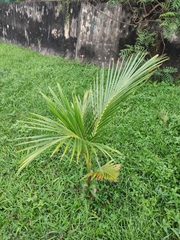 Cocos nucifera
