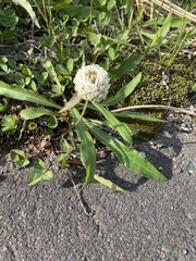 Trifolium repens