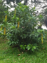 Lophanthera