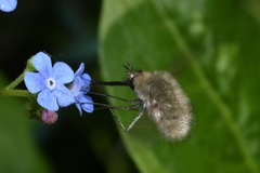 Bombylius cinerascens