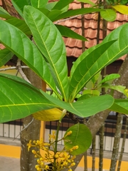 Lophanthera