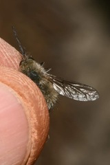 Bombylius cinerascens