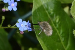 Bombylius cinerascens