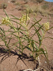 Asclepias labriformis