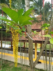 Lophanthera