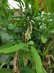 Alpinia galanga