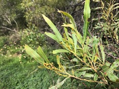 Acacia neriifolia