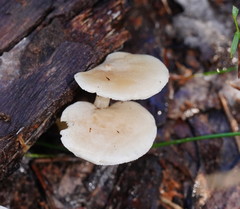 Clitocybe semiocculta