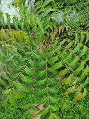Azadirachta indica