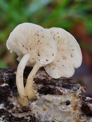 Clitocybe semiocculta