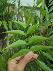 Azadirachta indica