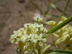 Asclepias labriformis