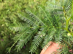 Acacia deanei