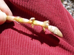 Equisetum sylvaticum