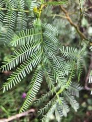 Acacia deanei
