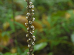 Peristylus plantagineus