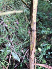 Acacia deanei