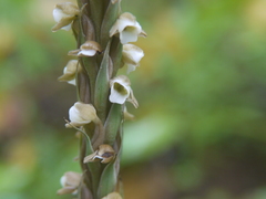 Peristylus plantagineus