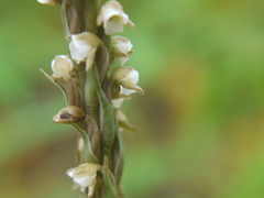 Peristylus plantagineus