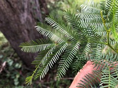 Acacia deanei